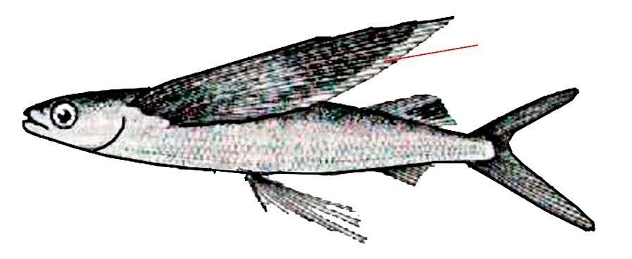 Cheilopogon pinnatibarbatus _01.jpg